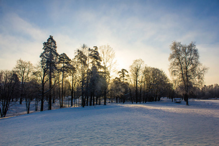 冬季公园景观。 美丽的风景。 大自然