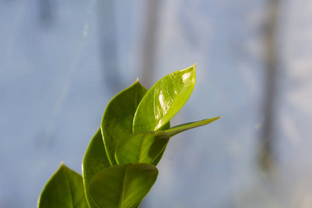 接近植物叶片作为背景