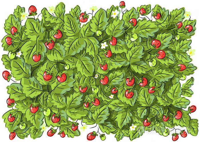 用草莓野生草莓叶和花设置插图