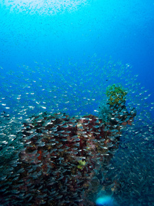 海底有水下生命