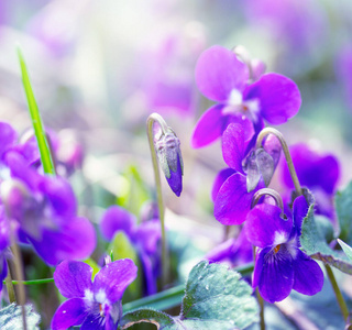 春天的早晨，草地上开着野花紫罗兰