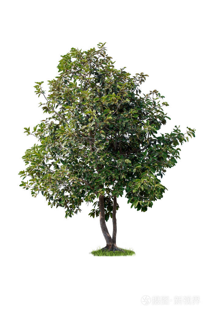 白色背景上孤立的单棵树