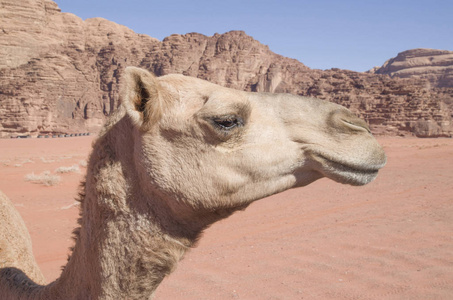约旦沙漠中的骆驼峰图片