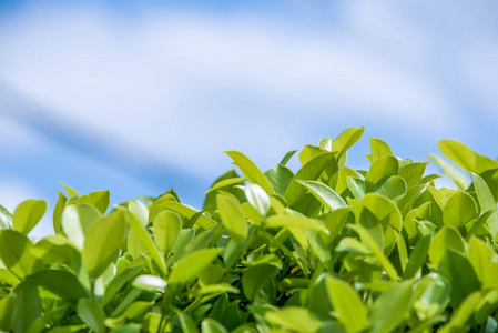 蓝天背景的植物或叶子