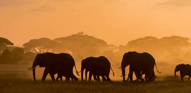 傍晚时分，大象在野外行走的黑暗轮廓。