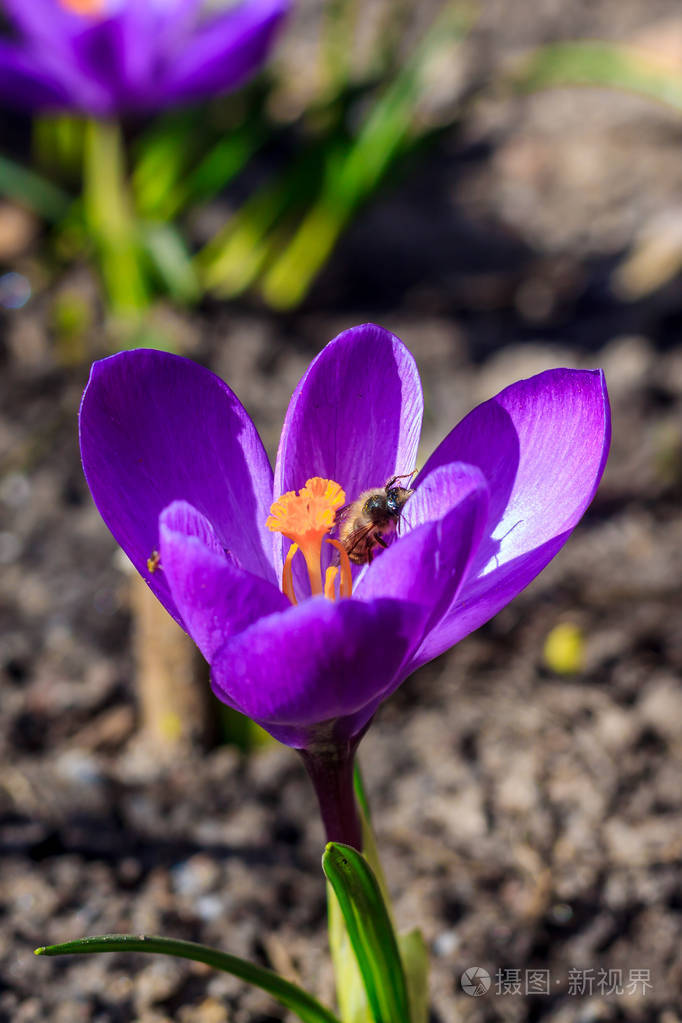 紫罗兰开花的番红花近景