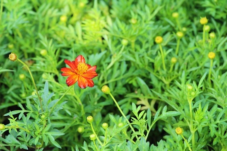 花园里盛开着五颜六色的花