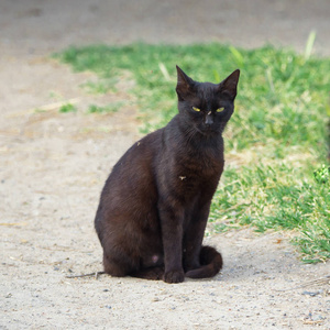 黑猫坐在大自然上