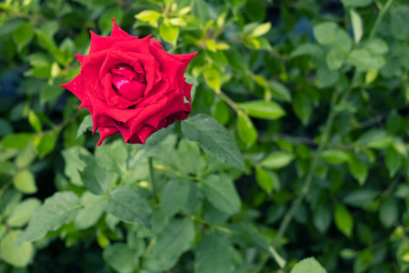 情人节花园玫瑰中美丽的玫瑰。
