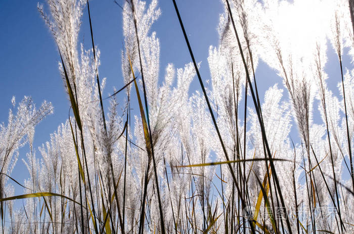沼泽中白色芦苇对抗蓝天的艺术观