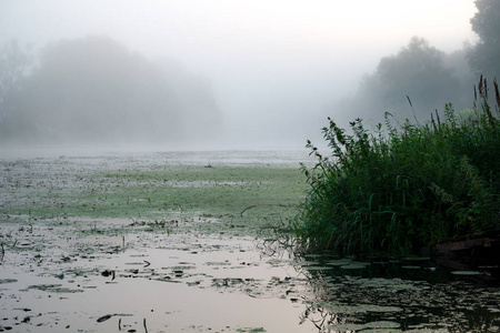 清晨的雾气笼罩着河水