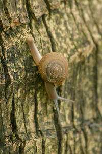蜗牛在树皮上爬行。