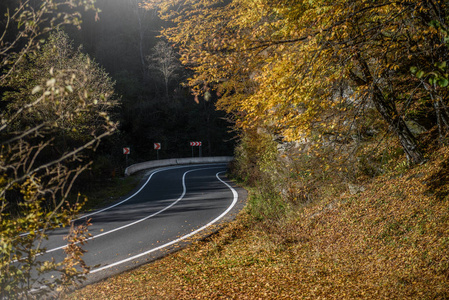 秋天森林里的沥青路。 危险转弯道路标志