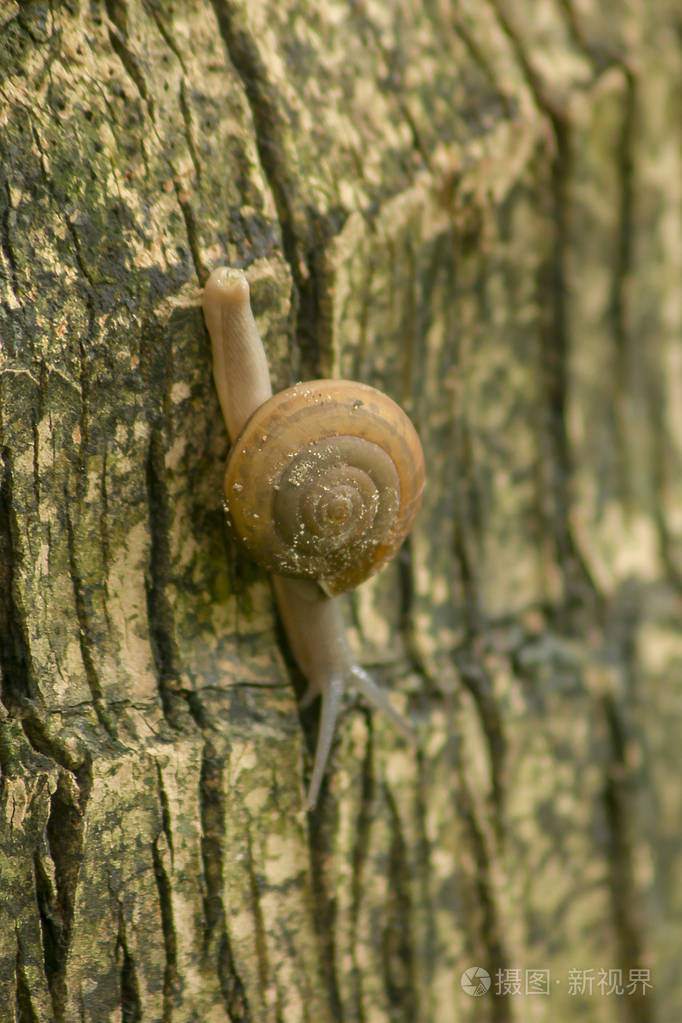 蜗牛在树上爬行