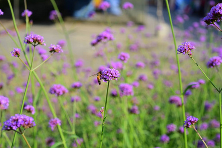 紫色的花和蜜蜂