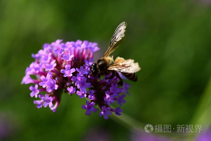 紫色的花和蜜蜂照片 正版商用图片1649mt 摄图新视界 紫色的花和蜜蜂照片 正版商用图片1649mt 摄图新视界