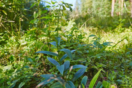 大花毛地黄植物生长在森林中毒草本植物中