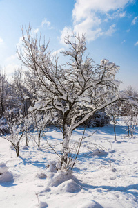 白雪覆盖了白树和树枝