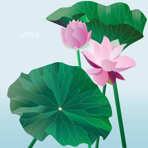 两朵粉红色的莲花在茎上,叶子在淡蓝色的背景和文字上.