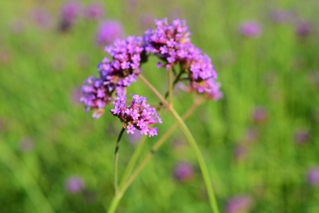 紫色的花和蜜蜂