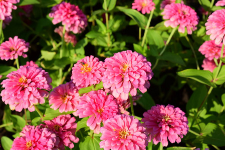 公园里的粉红色花。各种颜色和品种的花和树花园。蝴蝶和白花