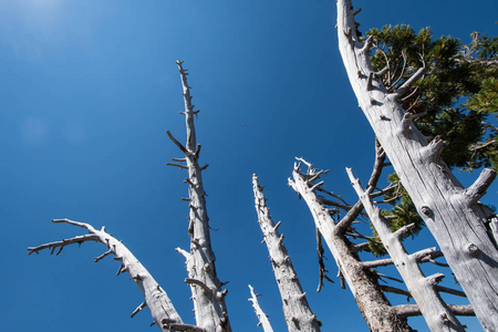 在火山口湖国家公园仰望天空的白树皮松树
