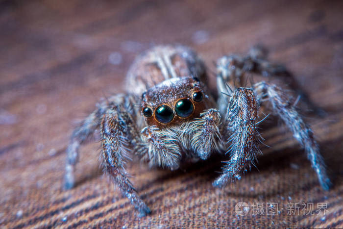 在木桌上跳跃的蜘蛛在木桌上合上蜘蛛虫