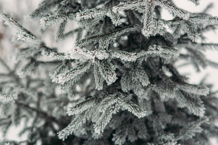 在雪地里的一棵圣诞树的分支