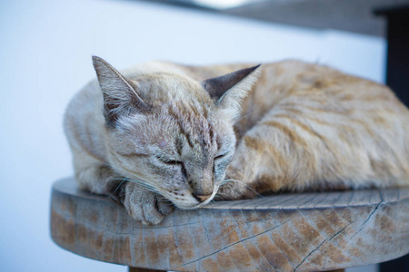 睡猫在椅子上