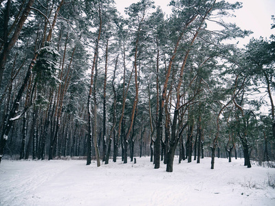 雪中的树。冬季森林。圣诞节背景