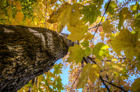 仰望着一棵黄枫叶树的树皮，树上有秋天的叶子颜色