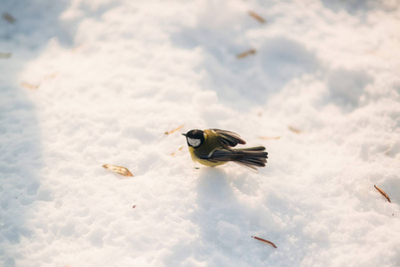 雪上的牛雀。冬天的外露者。阳光