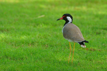 红瓦的LapwingVanellus