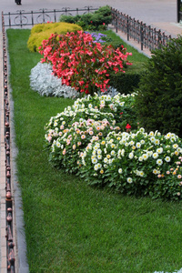 美丽的彩色花坛在夏季公园图片