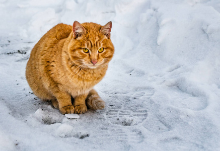 在冬天的花园里，一只美丽的鲜红小猫，有着黄色的眼睛和粉红色的鼻子