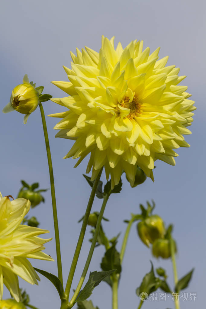 在灰色背景的花园中生长着美丽的黄色盛开的大丽花