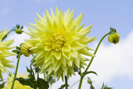 大丽花花园图片