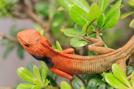 橙色蜥蜴和绿叶