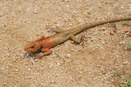 橙头刺尾鬣蜥图片