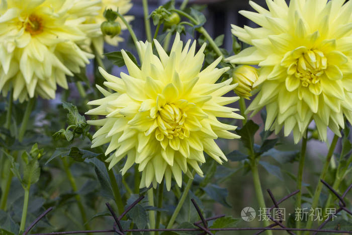 美丽的黄色盛开的大丽花生长在花园里