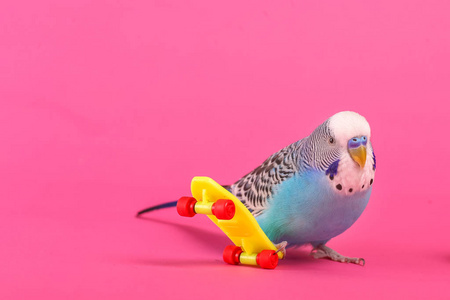 天空蓝色波浪鹦鹉，彩色背景塑料玩具滑板