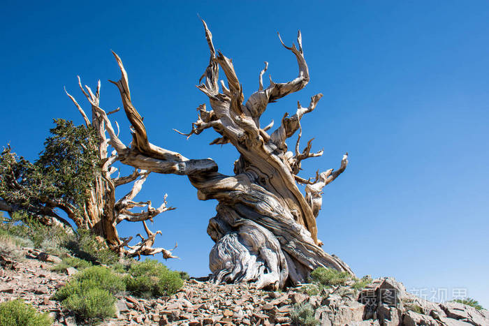 加利福尼亚白山