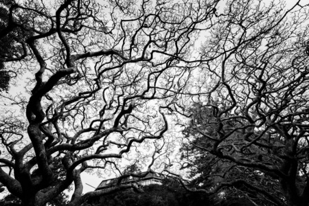 白天的树木黑白图像