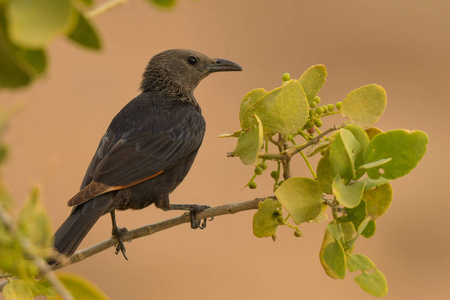 s Starling  Onychognathus tristramii