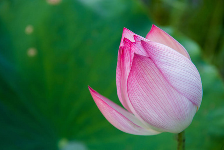 合上莲花或水花