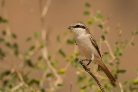 Turkestan ShrikeLaniusphoenicuroides