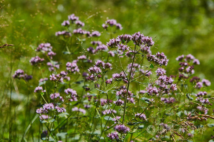 野生原始植物在森林中绽放