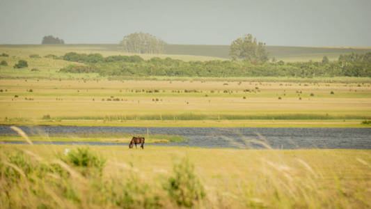 马在乡村风景中吃草