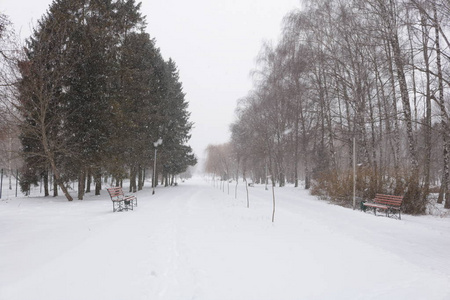 表演中的树。 在雪的面纱下在公园里追踪。 乌克兰西部的白色旅游。 树林里明亮的冬日。 在冬季公园散步。