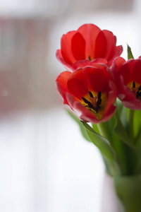 窗台上花瓶里美丽的春郁金香